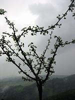  28. Mai 2010 - die Blätter sind da